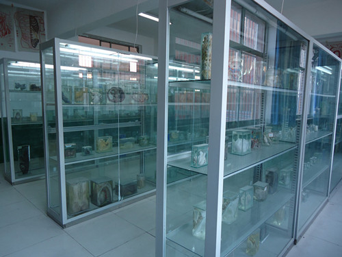 石家庄协和中专学校标本室