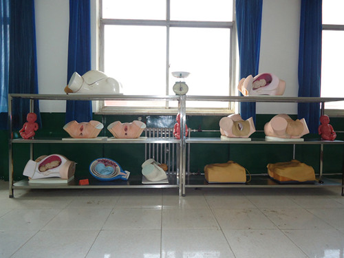 石家庄协和医学院妇产科模型