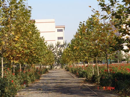 石家庄科技信息职业学院风景