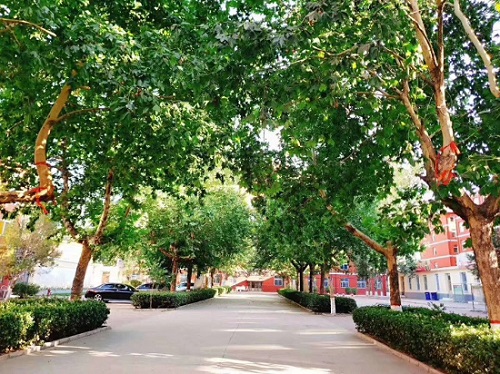 石家庄同创铁路学校林荫大道