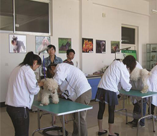 石家庄工程职业学院兽医专项技能训练
